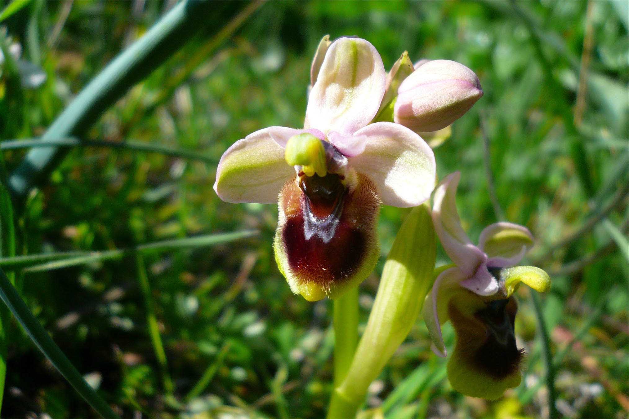 Orchidee nuoresi